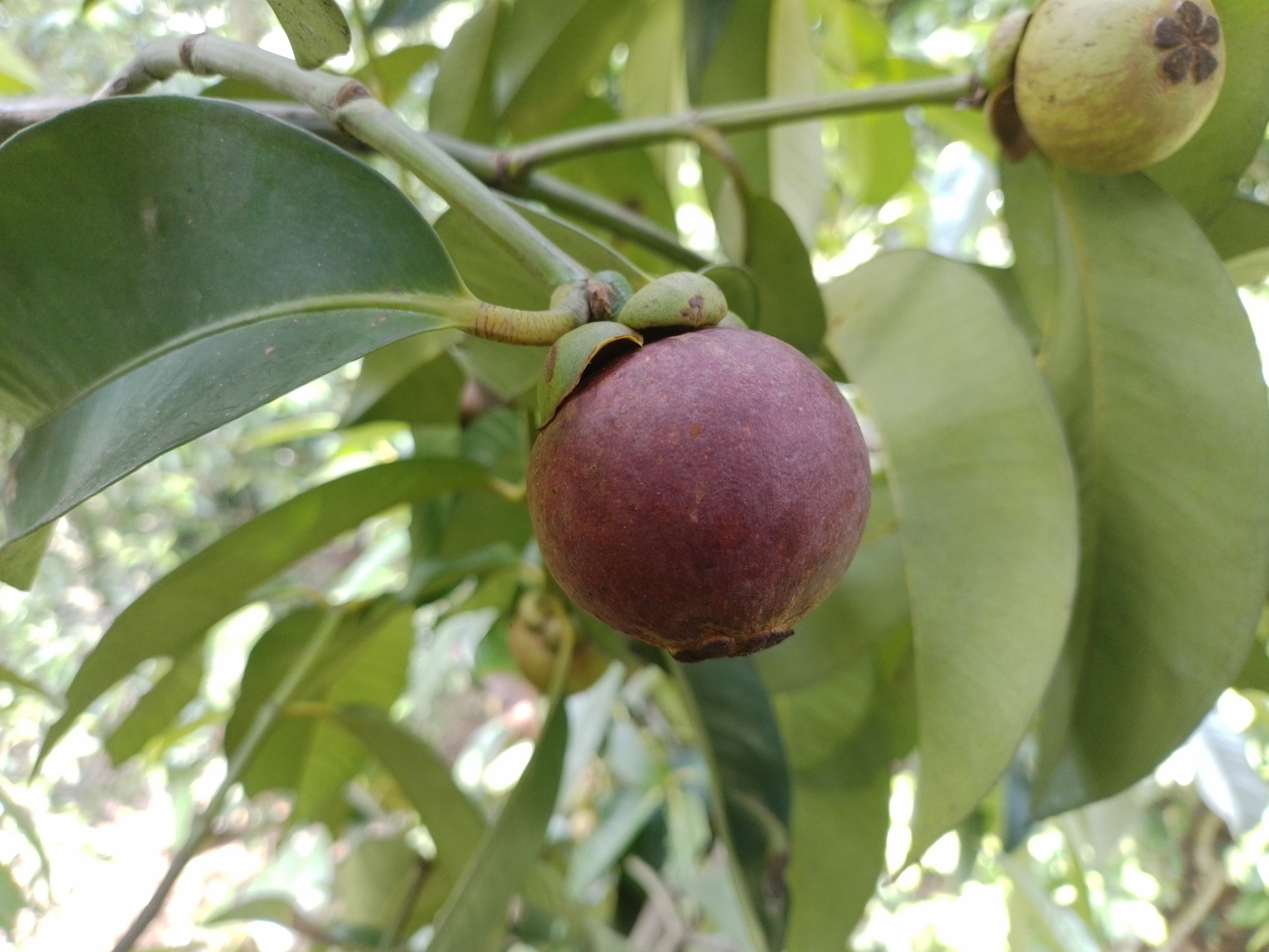 Mangosteen fruit growing on tree in Indonesian orchard