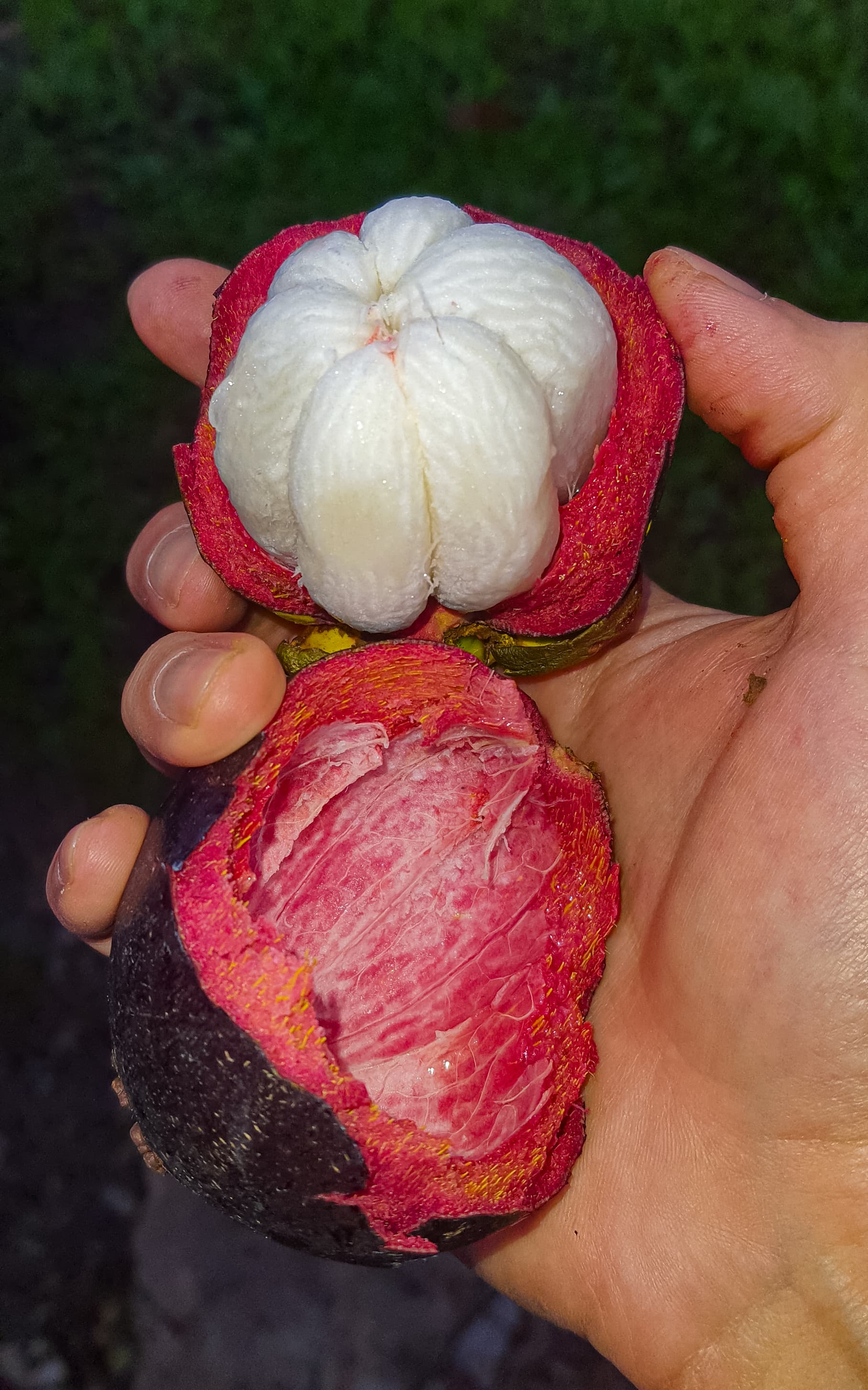 Grade A mangosteen — whole and cross-section showing white aril flesh